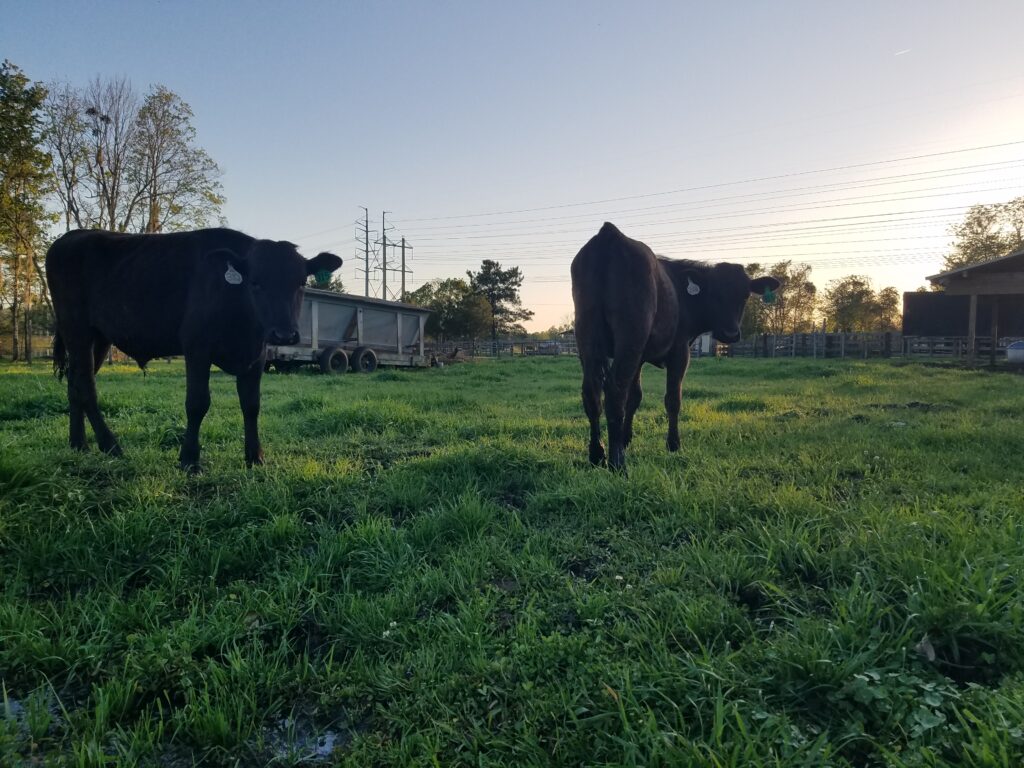 These boys are finishing off on tall grasses with some grain added from Crossbow Cattle's Ranch your local beef in jacksonville florida 