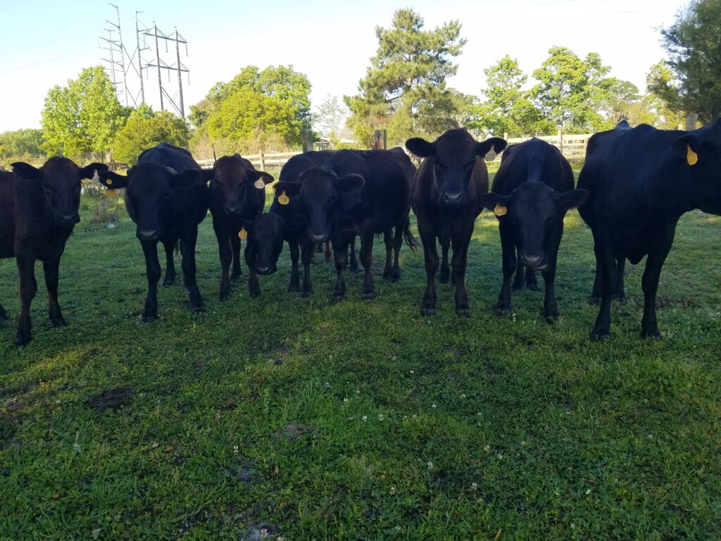 Look at these boys, posing for you to see them! Your local farm's up and coming steers for beef from Pasture to Plate, right here in jacksonville florida