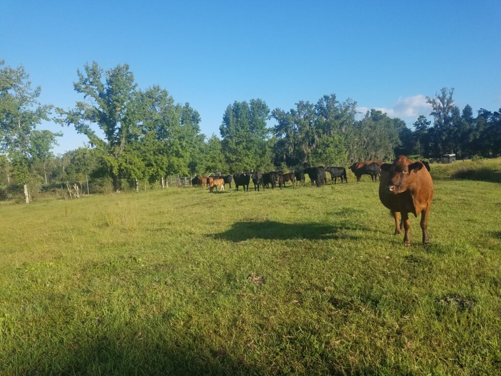 Just a day out on the pasture at Crossbow Ranch!  We wake up to some more grass to eat today here at Crossbow Cattle, your local beef farm in Jacksonville florida